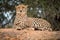 A close up photograph of a single cheetah lazily lying on a rock