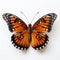 Close-up Photograph Of A Stunning Orange And Black Butterfly