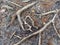 Close Up Photograph of the Surface Roots of a Scots Pine Pinus sylvestris in the Sandy Soil of Canford Heath