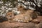 A close up photograph of two cheetahs lying and relaxing on a rock