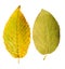 Close-up Photograph of a withering autumnal common beech tree le