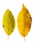 Close-up Photograph of a withering autumnal common beech tree le