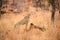 A close up photograph of a young cheetah against dry yellow grass, standing on a dead tree stump