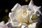 Close up photographs of white rose