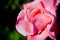 Close up photographs of white rose