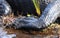 Close up photography of an American Alligator foot and scales  in the Okefenokee Swamp