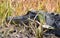 Close up photography of an American Alligator head in the Okefenokee Swamp