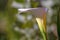 Close-up photography of an arum lily flower