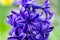 Close up photography of beautiful dark blue hyacinth