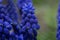 Close up photography of beautiful garden grape hyacinth