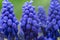 Close up photography of beautiful garden grape hyacinth