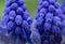 Close up photography of beautiful garden grape hyacinth