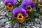 Close up photography of beautiful garden pansy