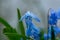 Close up photography of beautiful siberian squill