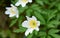 Close up photography of beautiful wood anemone