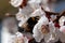 Close up photography of a bumblebee sitting on an apricot blossom