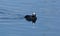 Close up photography of a coot