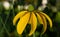 Close up photography of a cutleaf coneflower