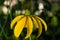 Close up photography of a cutleaf coneflower