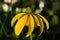 Close up photography of a cutleaf coneflower