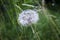 Close up Photography of Dandelion flower