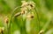 Close up photography of english plantain