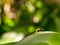 Close-up photography of a firebug walking on a big green leaf