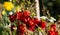 Close up photography of a flowering quince