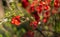 close up photography of a flowering quince