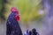 Close-up photography of a free range rooster head