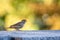 Close-up photography. Gray sparrow on autumn color background.