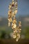 Close-up photography of a hanging shells mobile