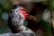 Close-up photography of the head of an exotic muscovy duck