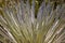 Close-up photography of the leaves of an exotic frailejon plant