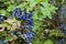 Close up Photography of Mahonia aquifolium Oregon Grapes