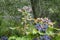 Close up Photography of Mahonia aquifolium Oregon Grapes