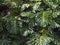 Close-up photography of the peculiar leaves of the Swiss cheese plant