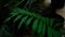 Close-up photography, plant with long green stalk and green leaves.n