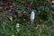 Close up photography of a shaggy ink cap mushroom