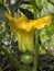 Close-up photography from the side of a female pumpkin flower