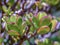 Close-up photography of some jade plant leaves