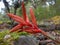 Close-up photography of a tillandsia flower 2