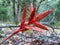 Close-up photography of a tillandsia flower