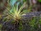 Close-up photography of a tillandsia plant attached to a tree trunk  with moss