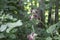 Close up Photography of Woolly Burdock, Arctium tomentosum