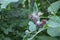 Close up Photography of Woolly Burdock, Arctium tomentosum