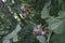 Close up Photography of Woolly Burdock, Arctium tomentosum