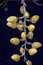 Close-up photography of yellow orchid buds