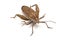 Close-up photos Brown Dock Bug isolated on a white background