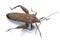 Close-up photos Brown Dock Bug isolated on a white background
